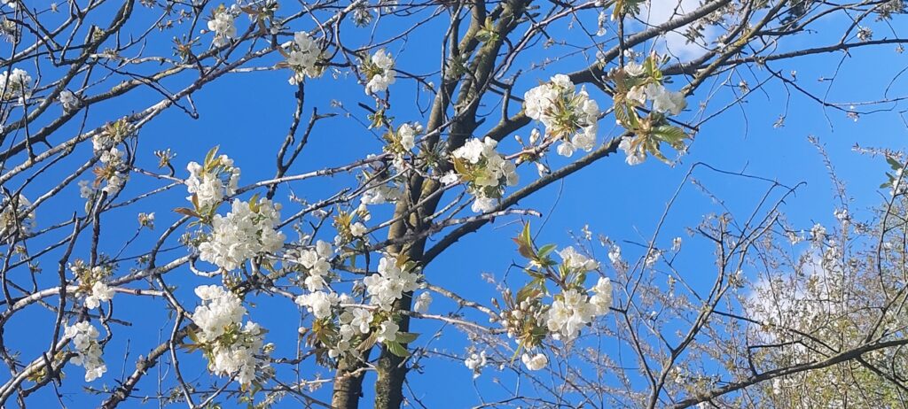 De kersenboom