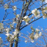 De kersenboom